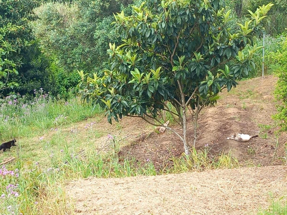 לינה וארוחת בוקר Serra das Alhadas Casa Do Sobreiro 2 מראה חיצוני תמונה